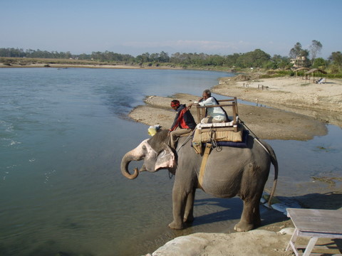 Elefantenbad im Rapti River in Sauraha (c) Peter Belina